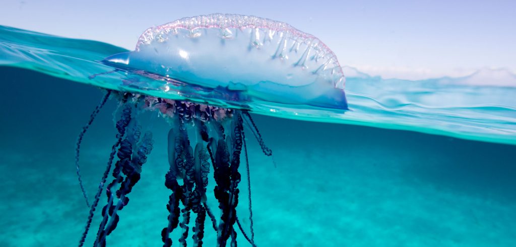 immortal-jellyfish-facts-immortal-jellyfish